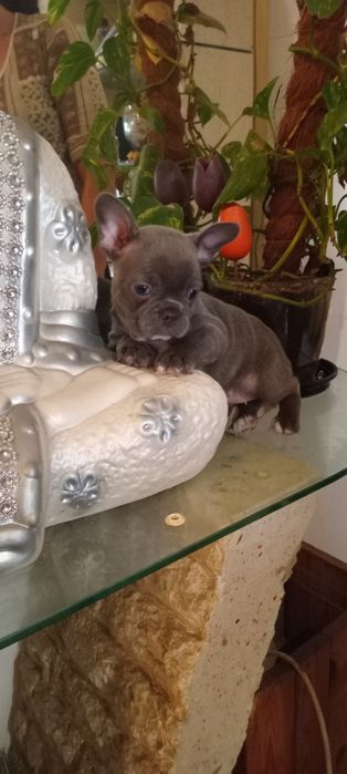 Guardiões quinta dos anjos