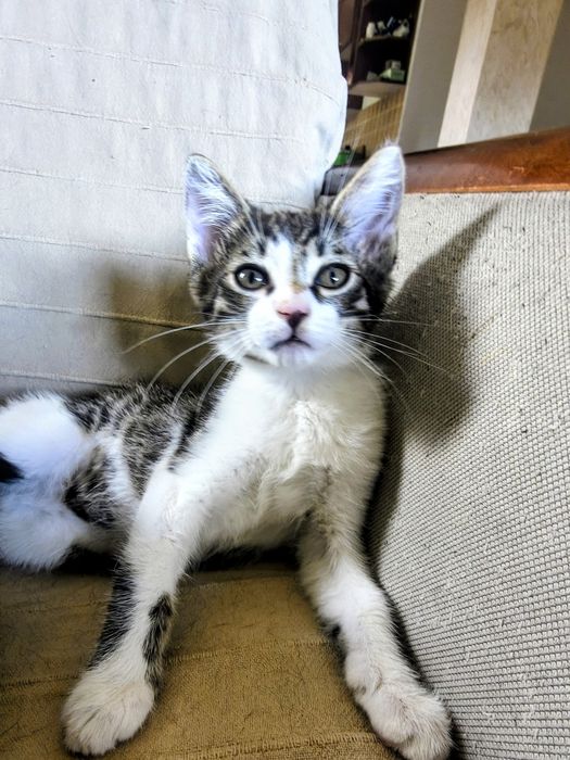 Piękny kocurek do adopcji