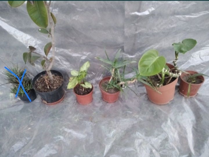 Комнатный цветок восковик традесканция декабрист алое хойа сансивиерия