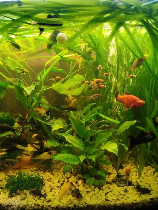 Molinezje żółte, żółto-czarne