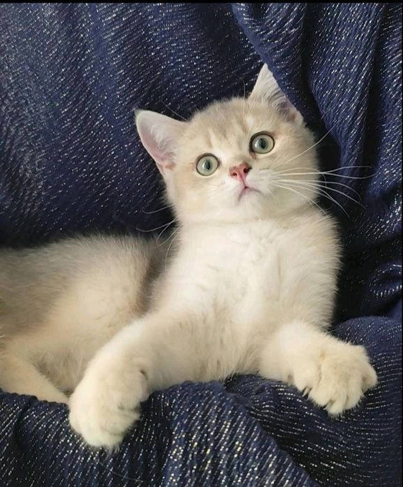 Шотландська золота шиншила прямовухий котик