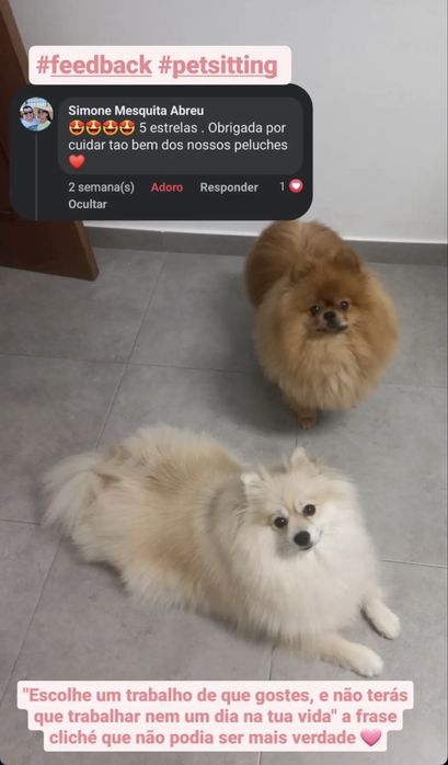Assistente Veterinaria faço Pet sitting