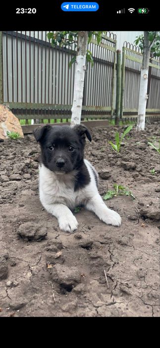Собачка в добрі руки