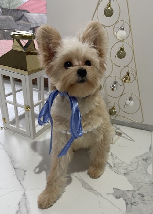 Помапу — Маленькі щастячка готові до переїзду