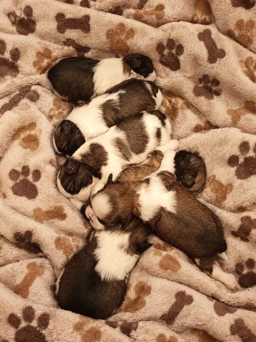 Piesek rasy shih tzu gotowy do rezerwacji