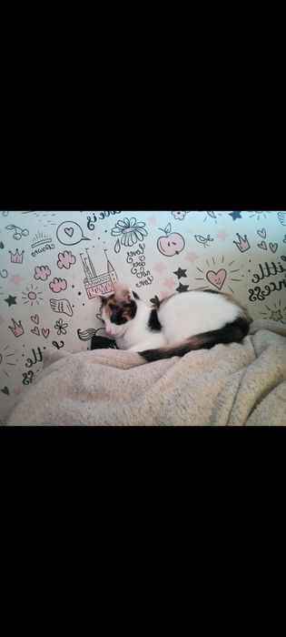 Oddam kocią rodzinę