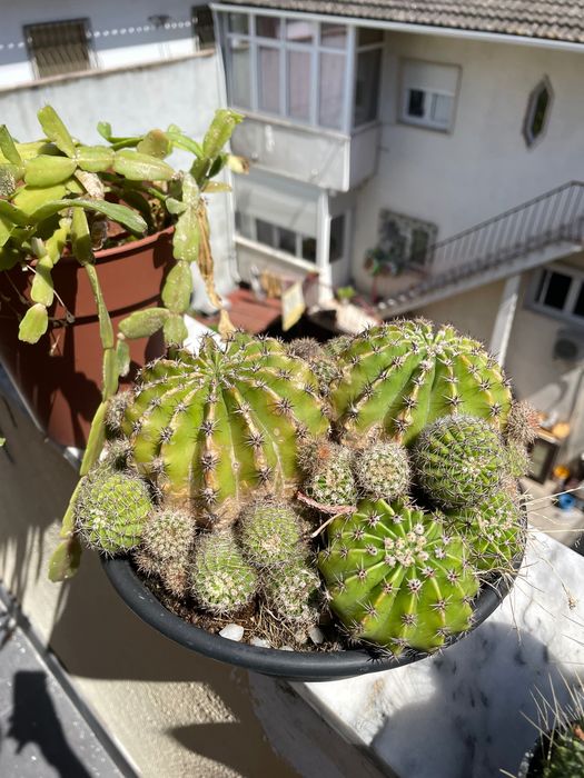 Cactos vaso médio
