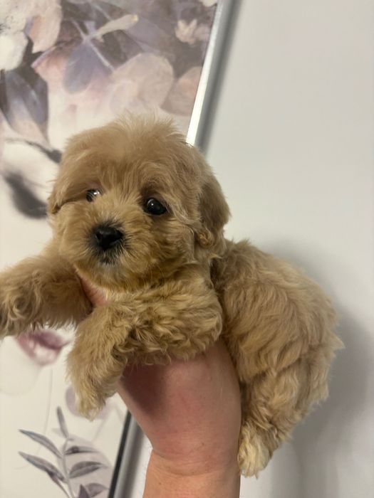 Maltipoo maltańczyk & pudel you szczeniak suczka