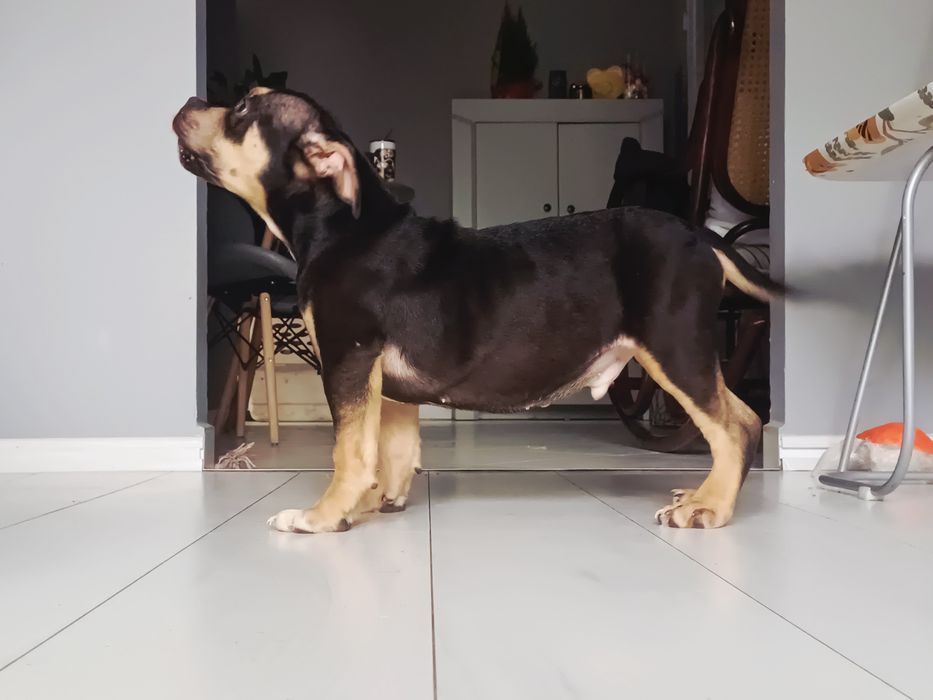 American Bully szczeniak