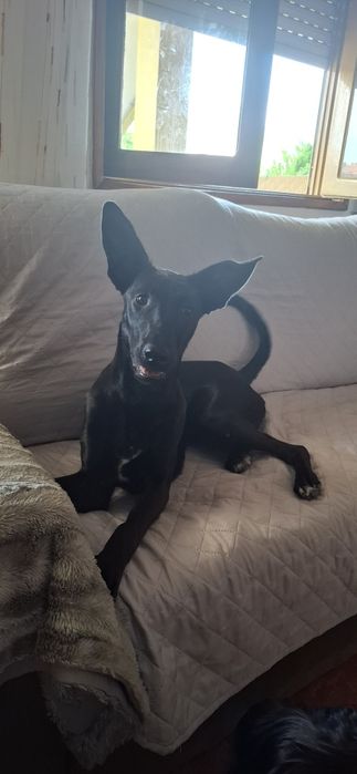 Nina, cadela de 8 meses para adoção