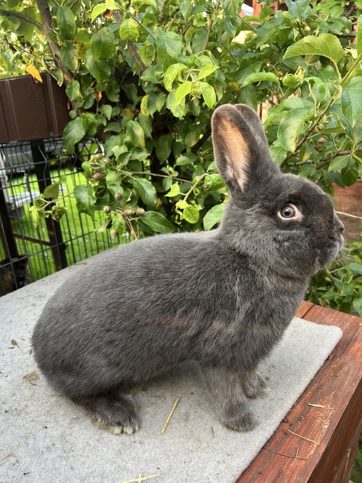 Wiedeński niebieski