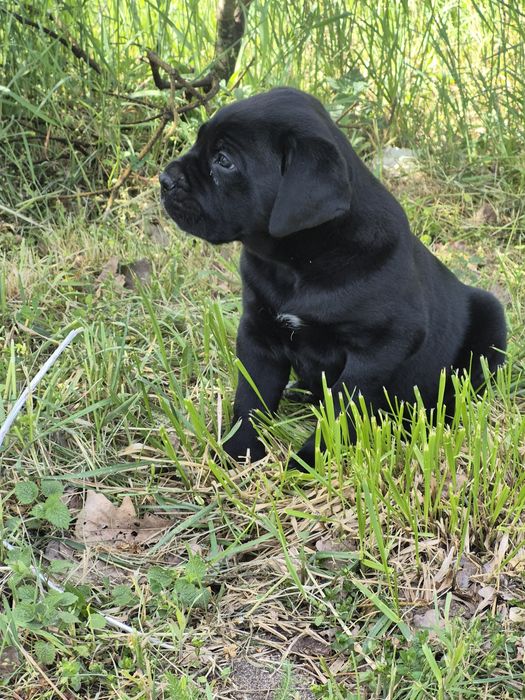 Czarny Cane Corso Italiano szczeniak Rodowód mocni rodzice szczeniacze