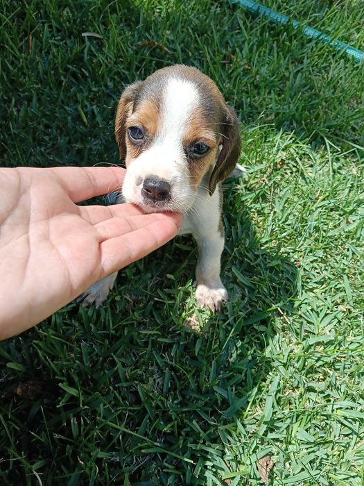 Beagle macho tricolor