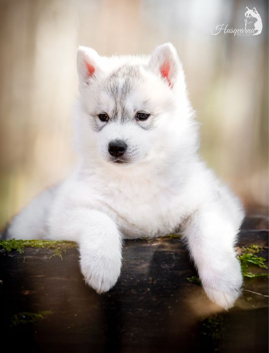 Śliczny piesek Siberian Husky / hodowla ZKwP & FCI od 1994 r.