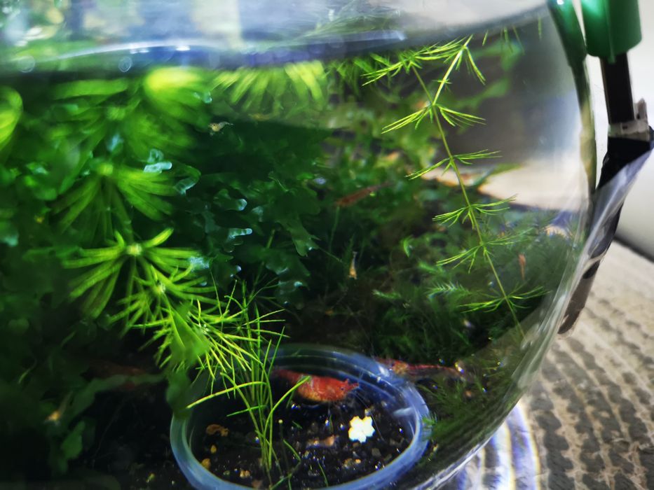 Camarões red cherry - Neocaridinas