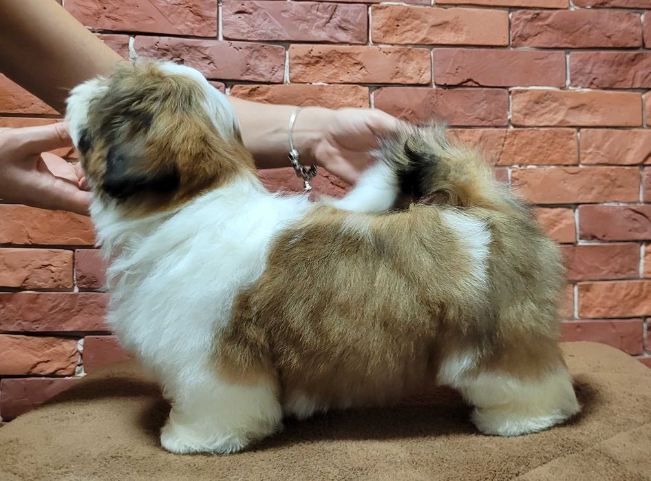 SHIH-TZU śliczny piesek ZKwP/FCI