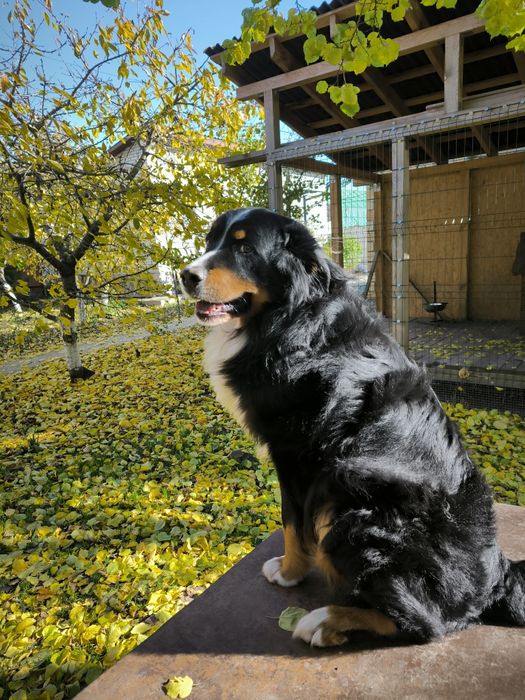 В'язка Бернський Зененхунд