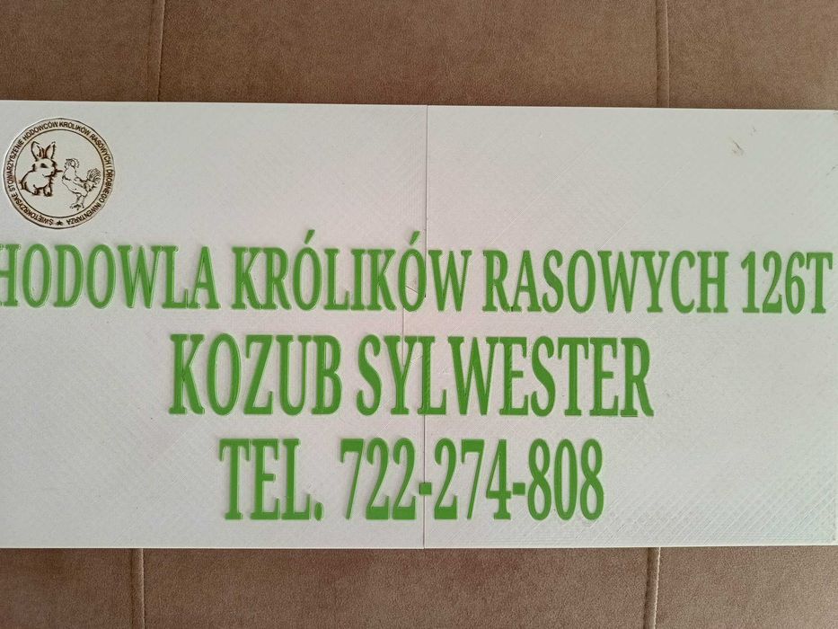 Królik BOS samiec