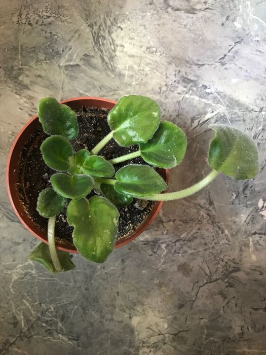 Молодое растение крупной махровой розовой фиалки. Есть детки(дешевле)