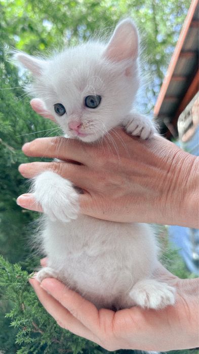 Кошенята в добрі руки, кіт, кішка, антистрес