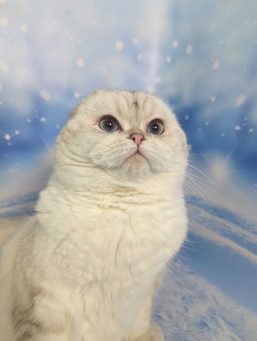 Шотландський котик Гламур
