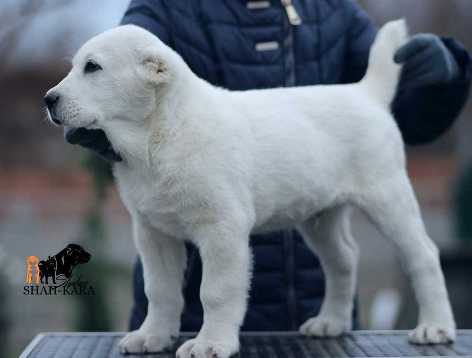 Крупний білий кобель САВ