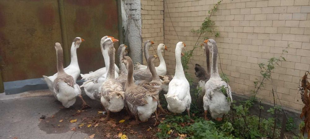 Продам гуси холмогори