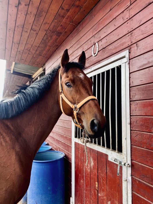 Kochany wałach wielkopolski, 6 letni misiek