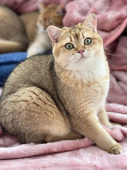 Menino British shorthair