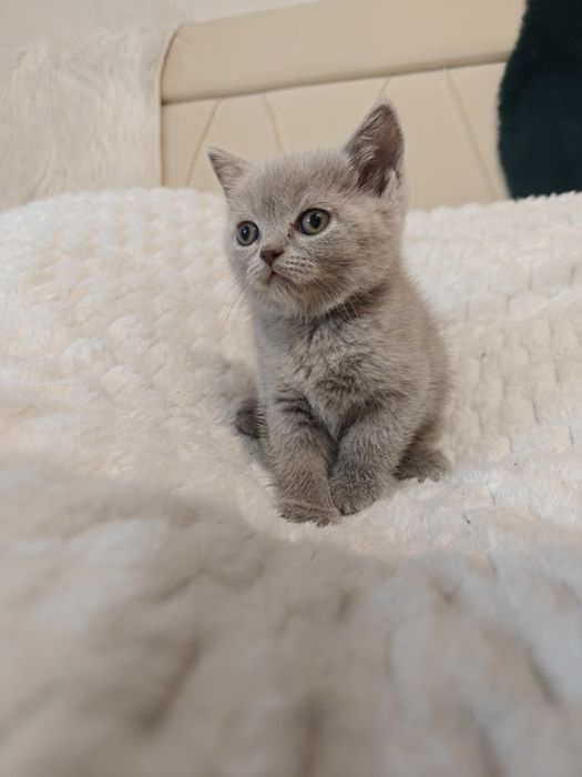 Kotek brytyjski krótkowłosy liliowy