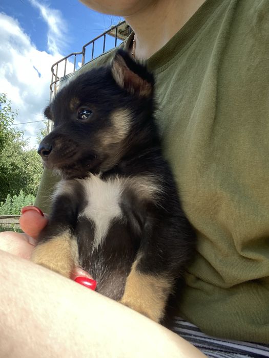 Щенята в добрі руки, безкоштовно