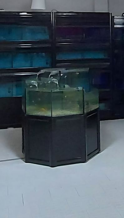 Bateria de aquários Cascata