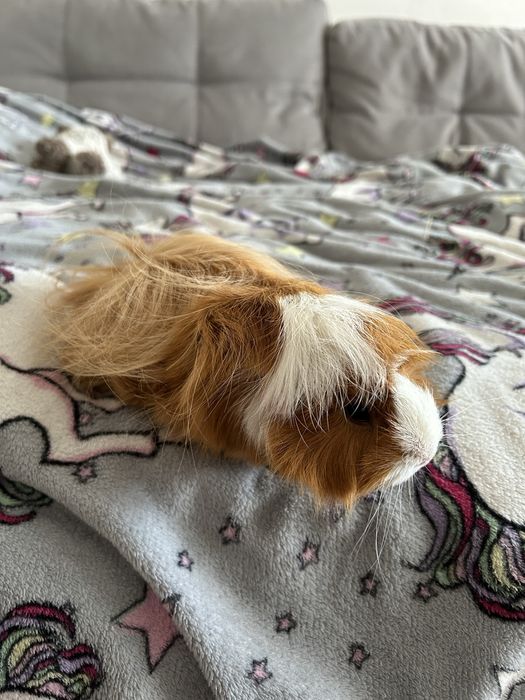 Морська свинка розетка