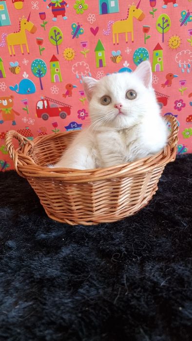Британські котики