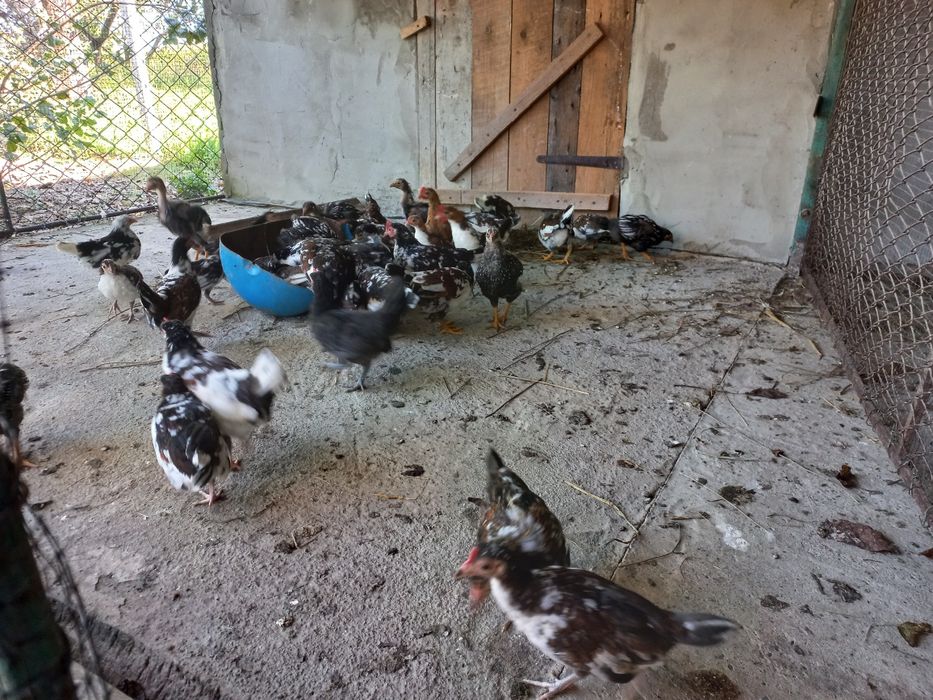 Курчата бентамки карликові чисто кровні (Американка)