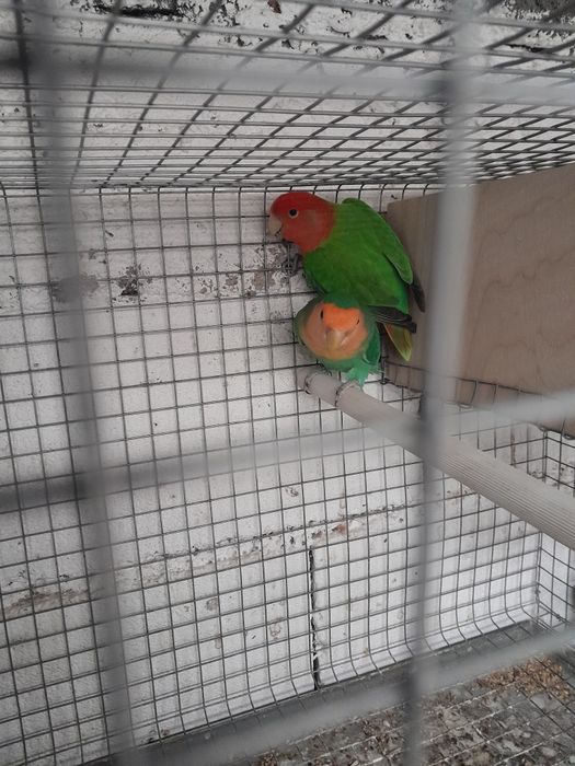 Agapornis longfeather