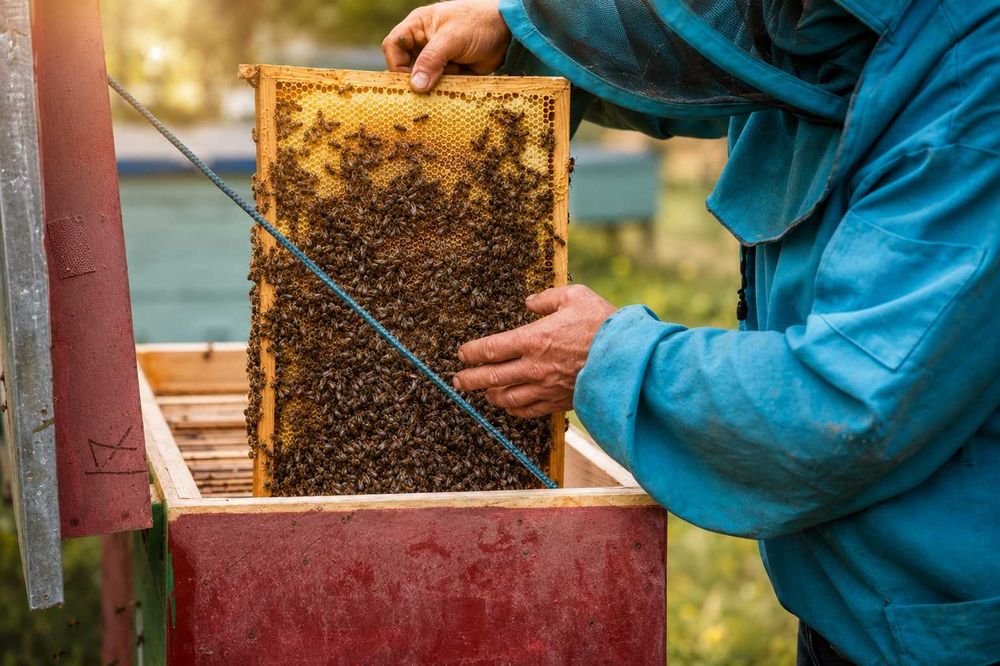 Продам Бджоли,бджолосім’ї, бджолопакети, вулики. Українська степова
