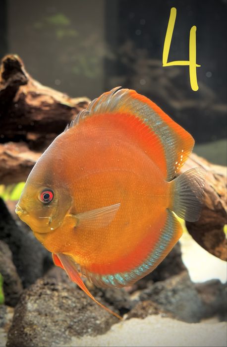 Discus M, L e XL