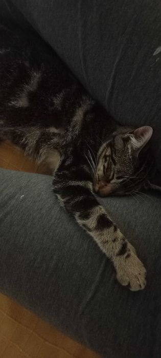 Dá-se gato jovem, não adulto