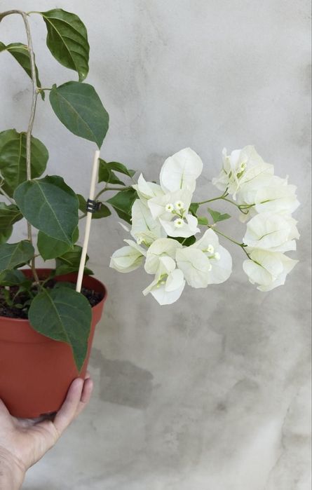 Бугенвілія  Bougainvillea  з цвітом