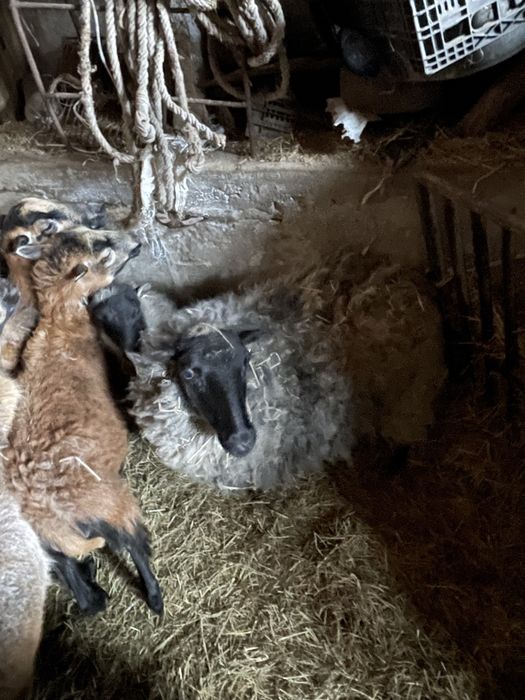 Owce qaessan , kameruńskie