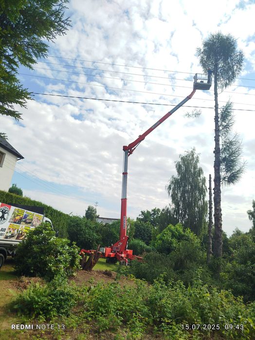Wycinka drzew,zwyżka, mielenie gałęzi-rębak , usuwanie pni korzeni
