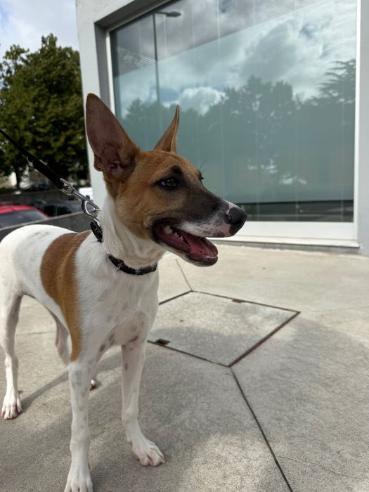 Cão bebé para adoção responsável