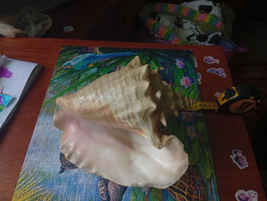 Екзотична ракушка