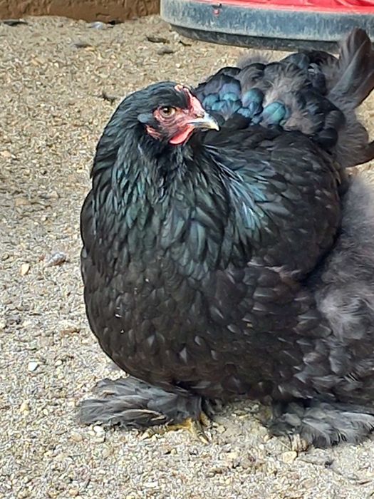 Ovos e pintos de Galinhas de Raça