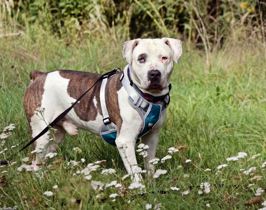 Przecudowny Amstaff Roni szuka swoich ludzi