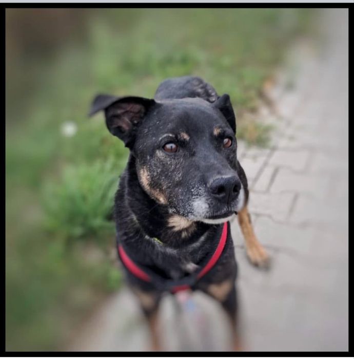 Baki - pies w typie amstaffa do adopcji