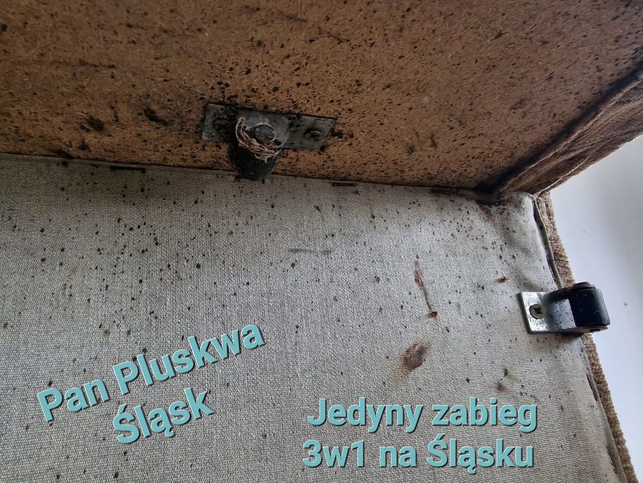 Pluskwa domowa, zwalczanie pluskiew, odpluskwianie, pchły, karaluchy