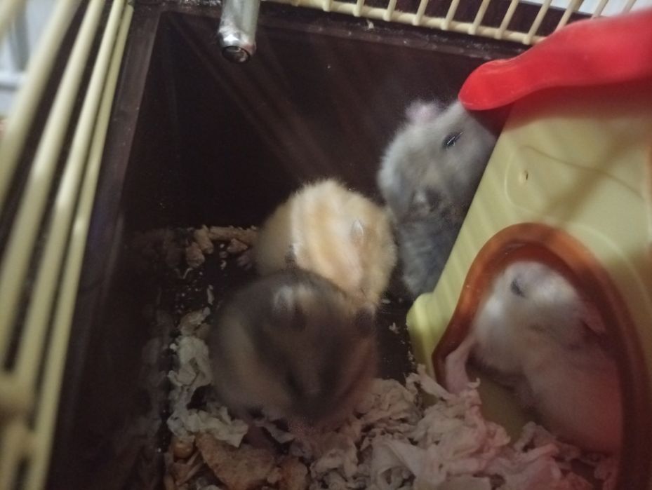 Хом'як безкоштовно