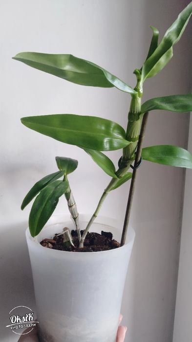 Дендробіум Нобіле (білий)